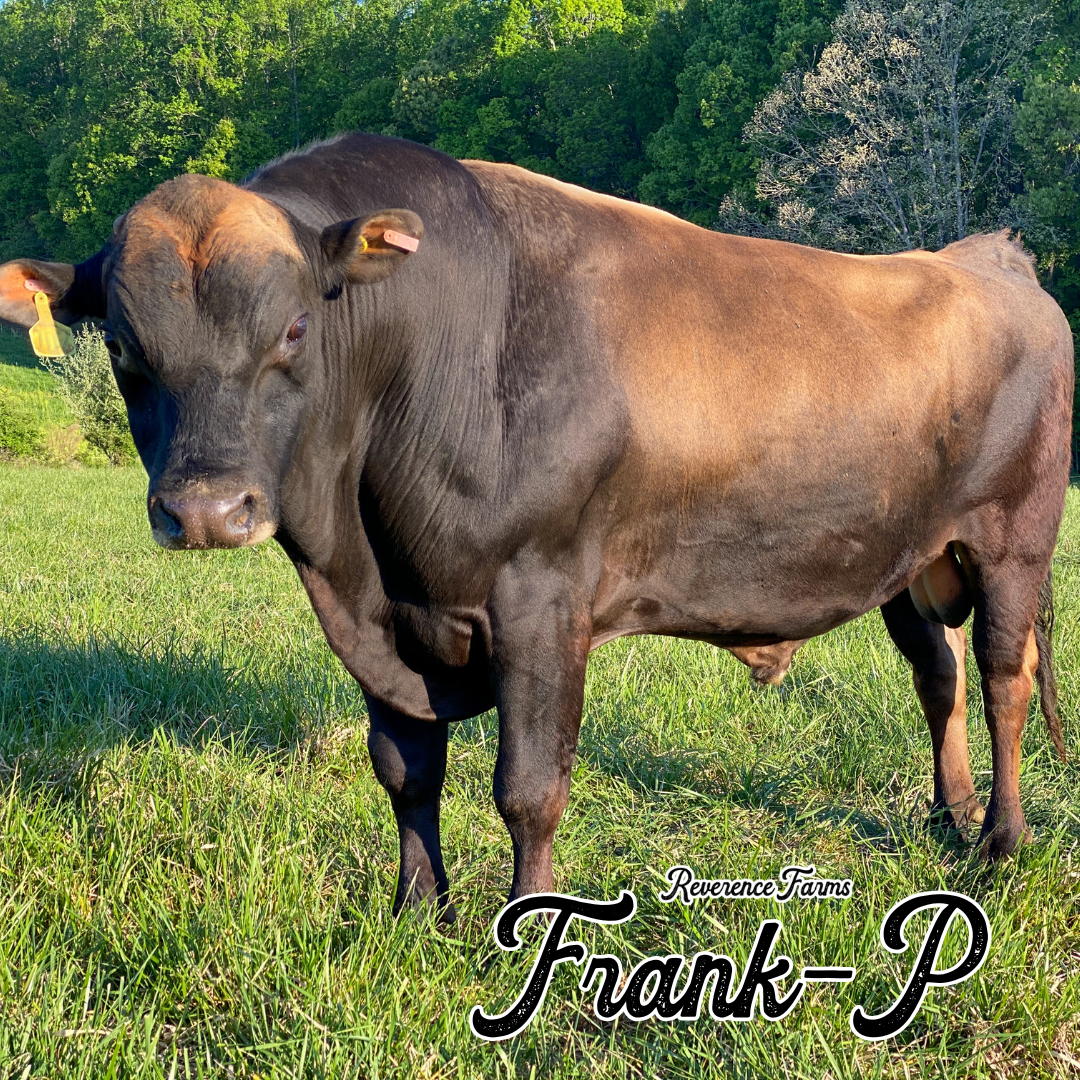 Frank-P