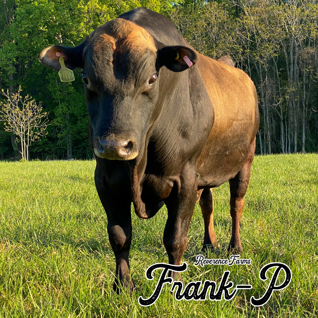 Frank-P