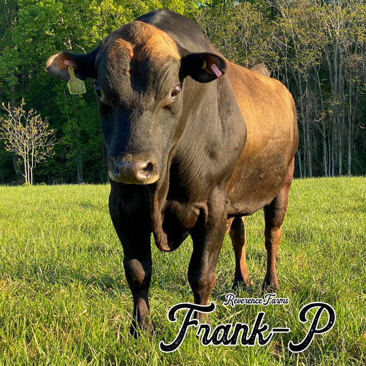 Frank-P