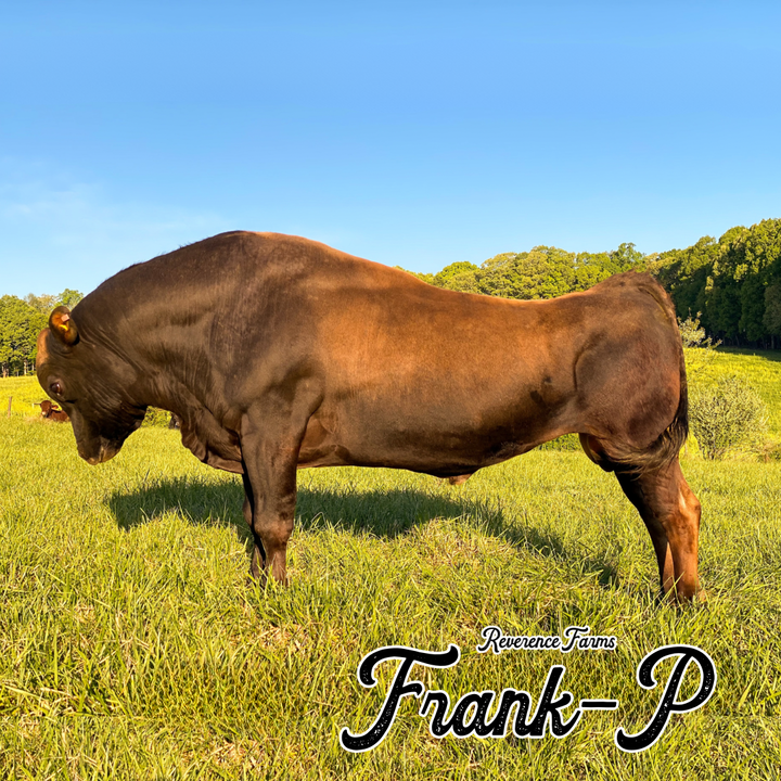 Frank-P