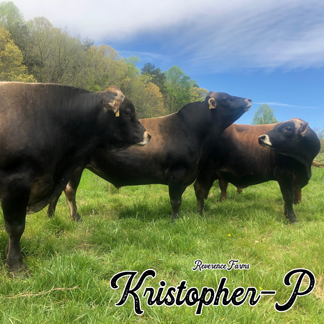 Kristofer-P