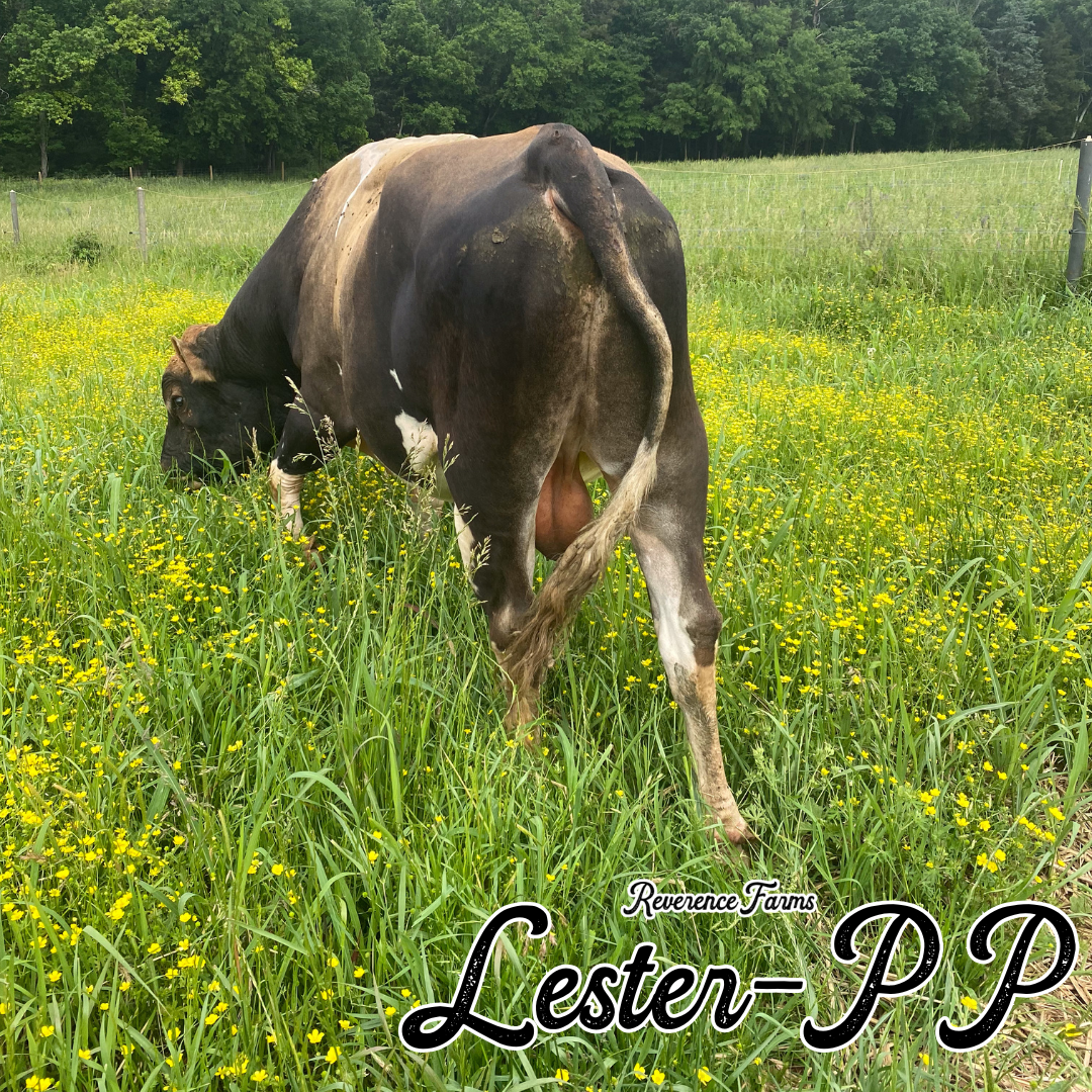 Lester-PP