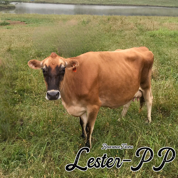Lester-PP