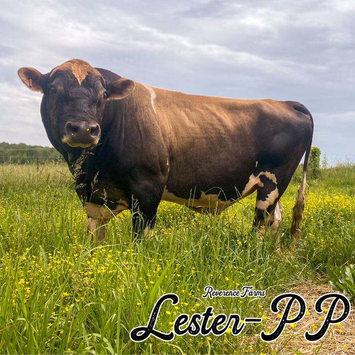Lester-PP