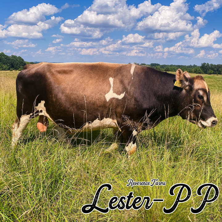 Lester-PP