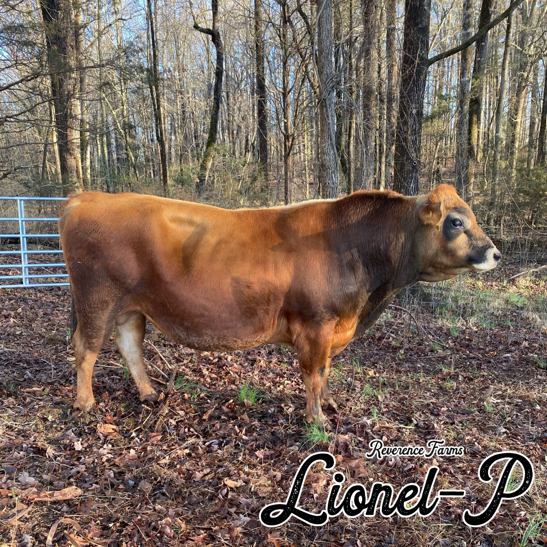 Lionel-P