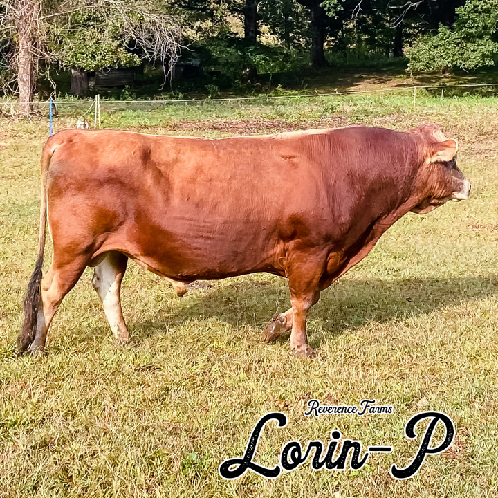 Lorin-P