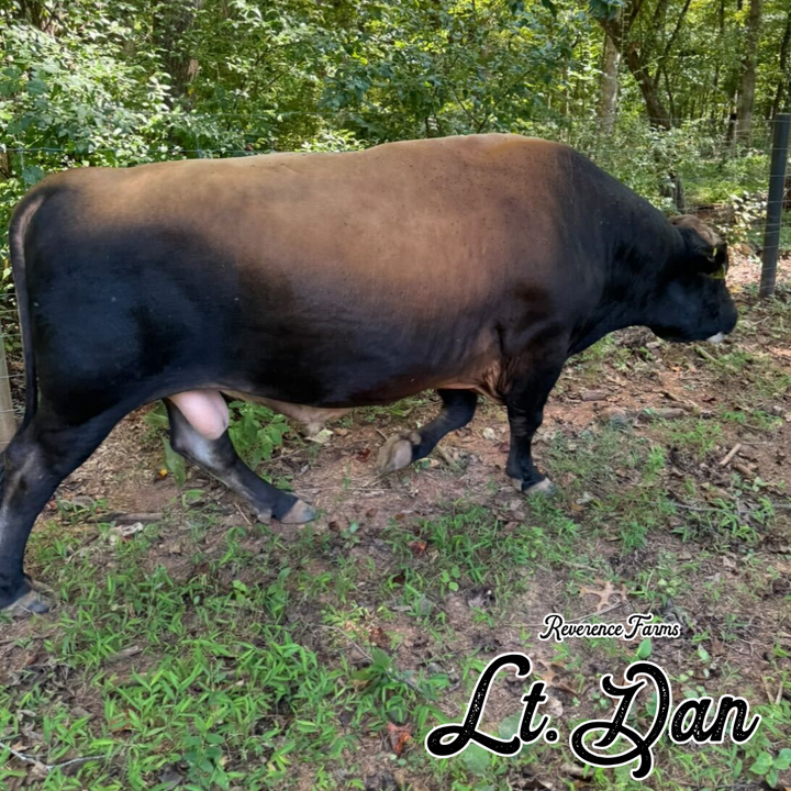 Lt. Dan