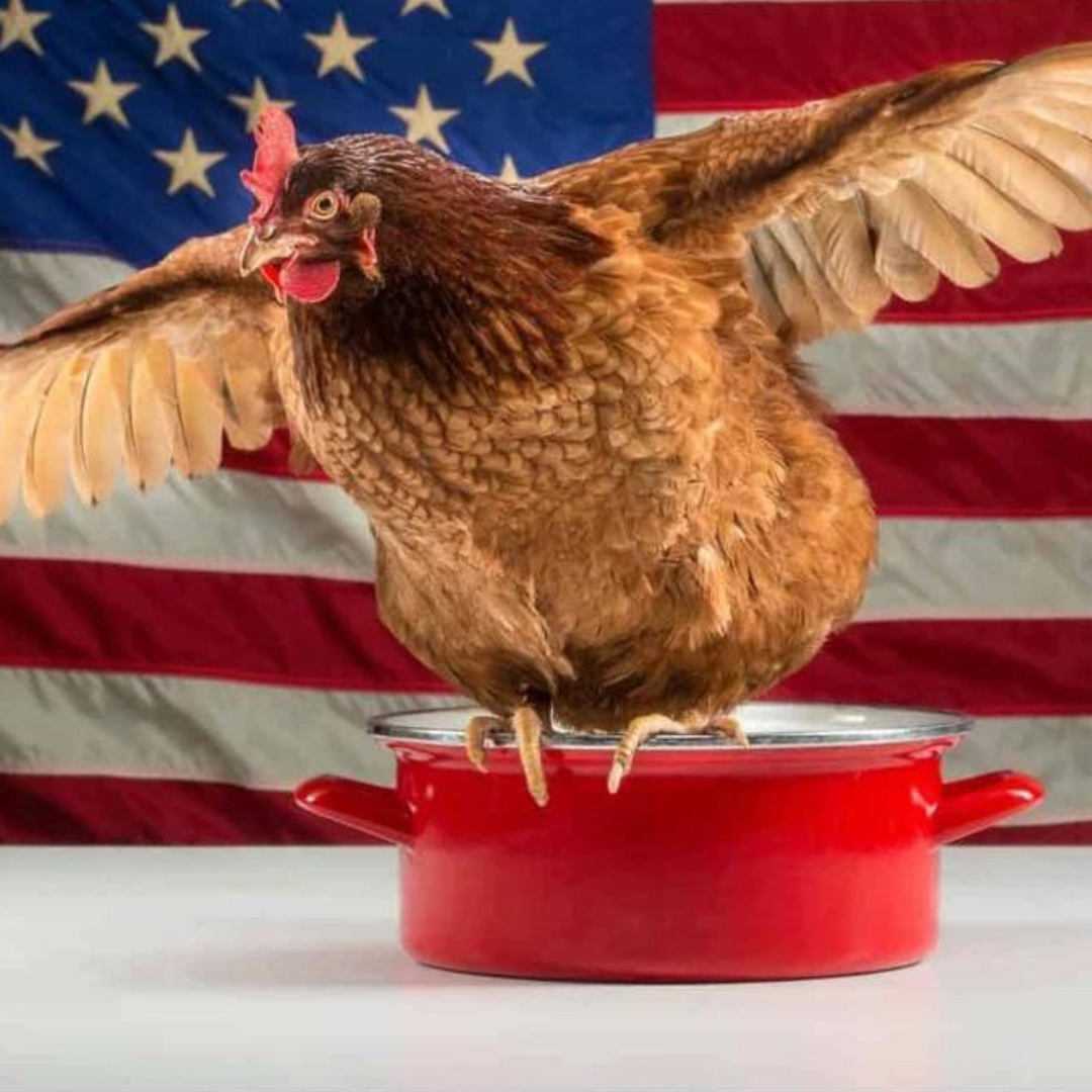A Chicken Can Feed Your Family for a Week…Here’s How