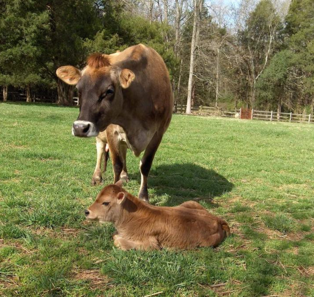 Dairy cows are mothers too