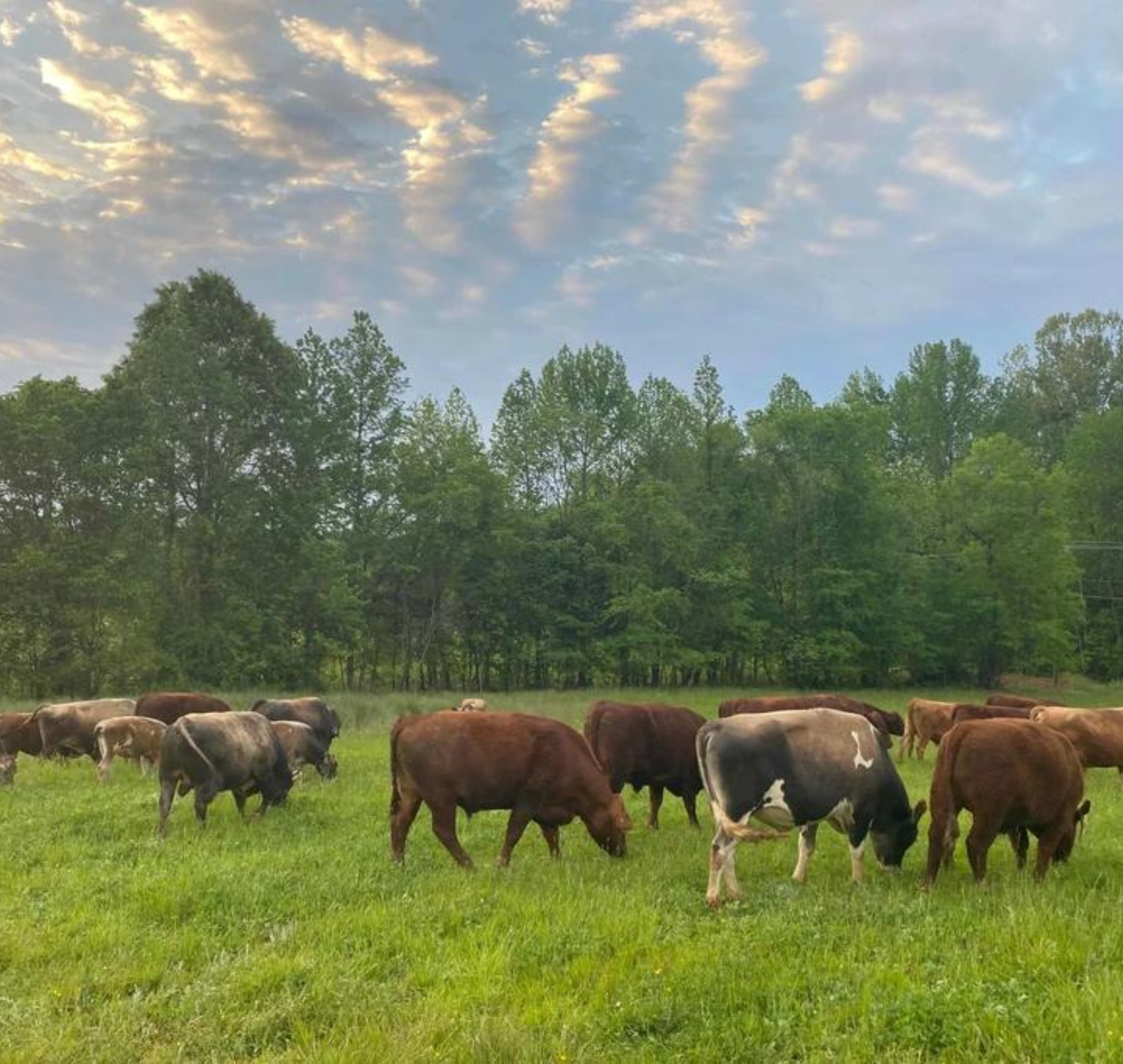 Hungry Ruminants Ruminants make more life than they take