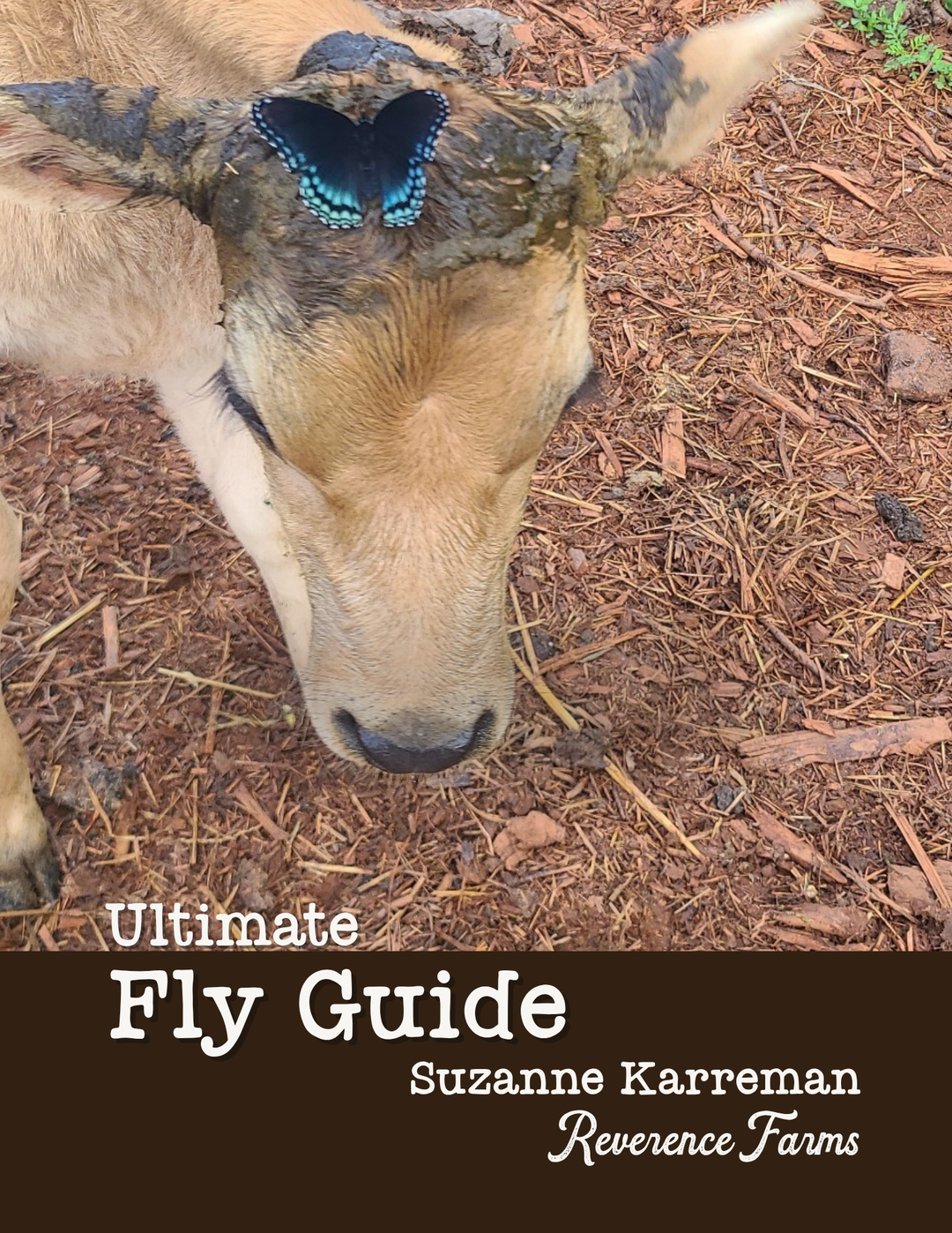 The Ultimate Fly Guide