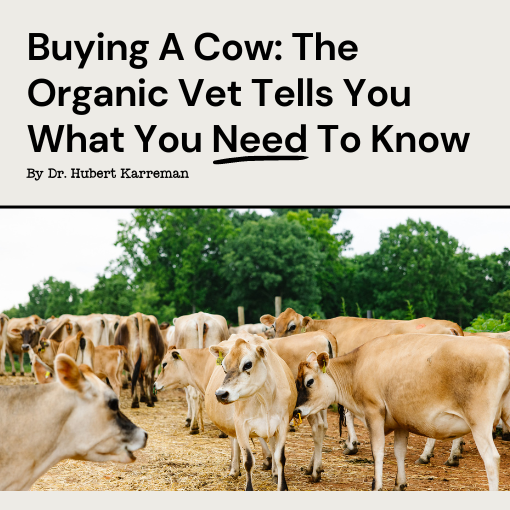 Buying A Cow: The Organic Vet Tells You What You Need To Know