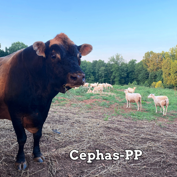 Cephas-PP