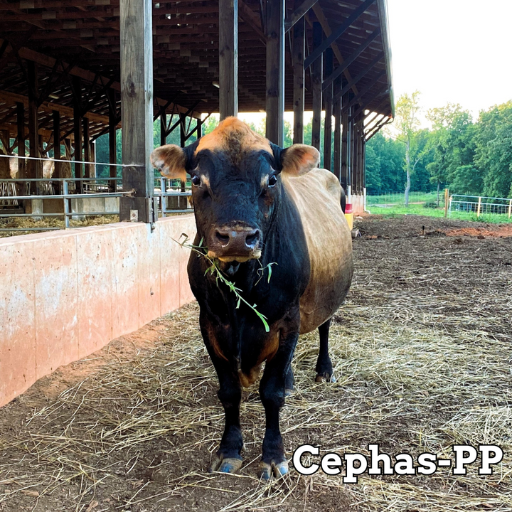 Cephas-PP - Stockholders