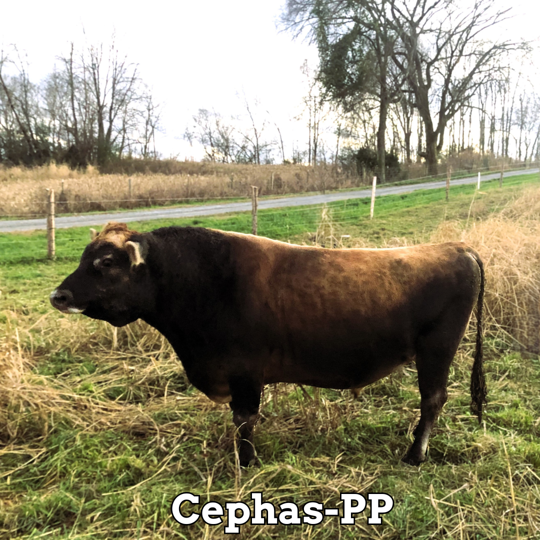 Cephas-PP
