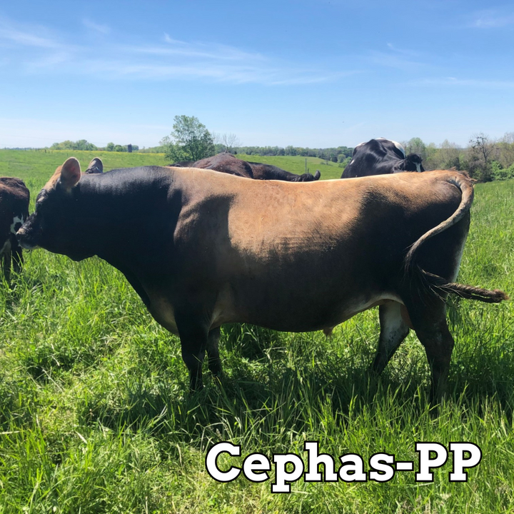 Cephas-PP - Stockholders