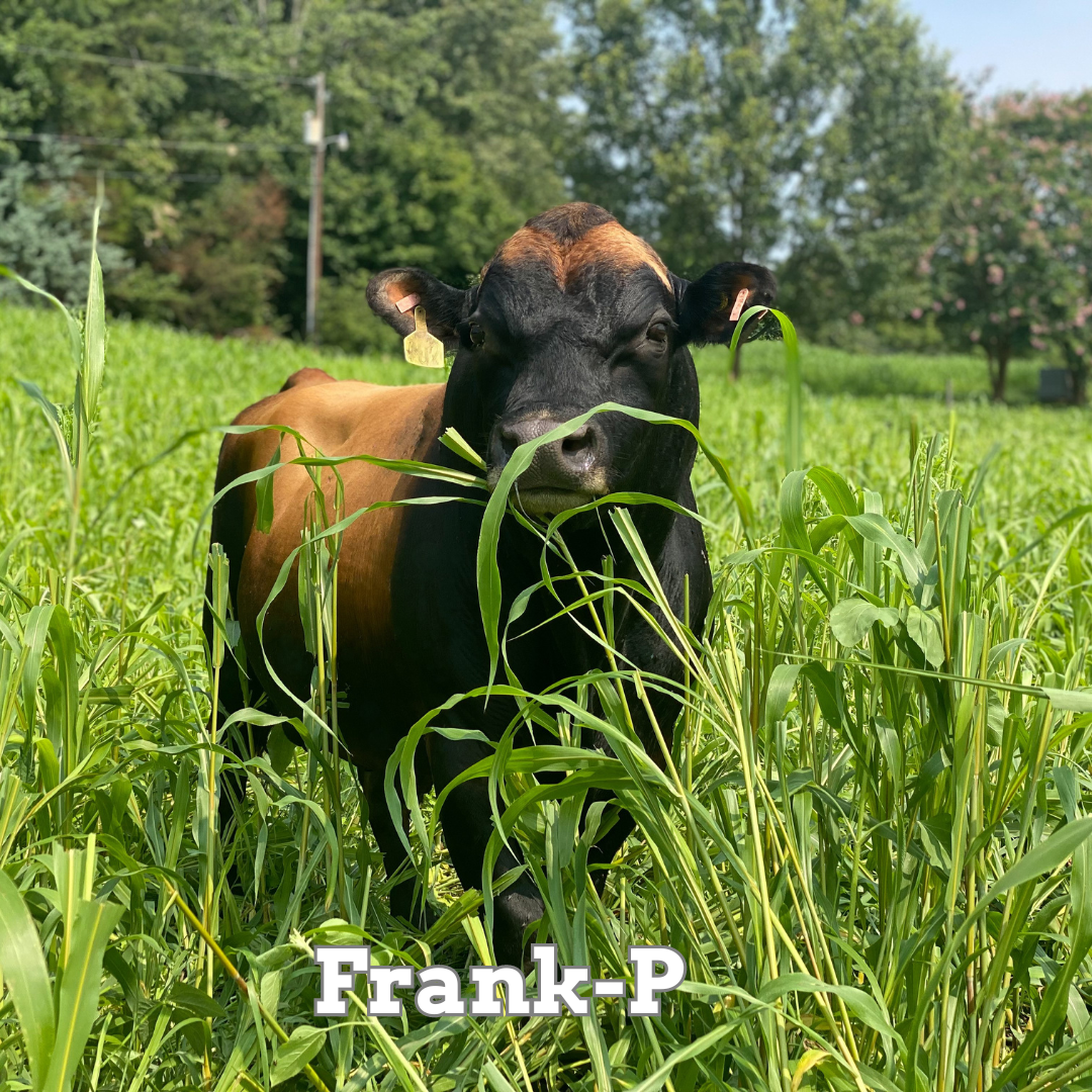 Frank-P
