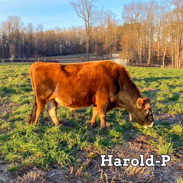 Harold-P- Stockholders