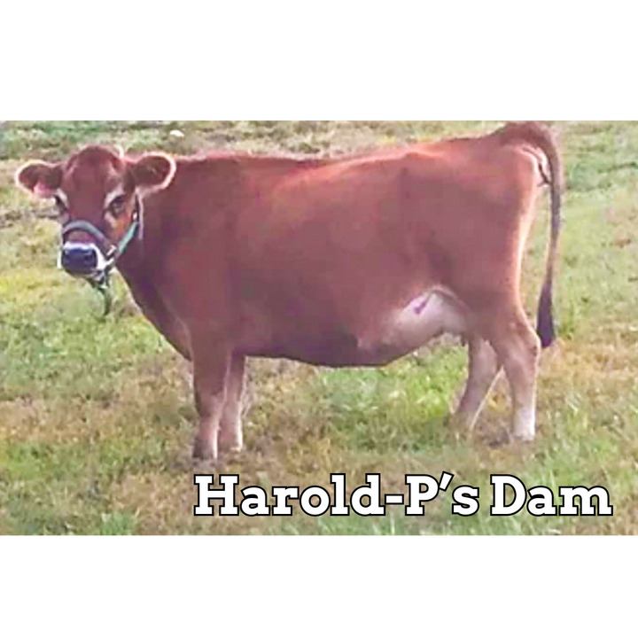 Harold-P- Stockholders