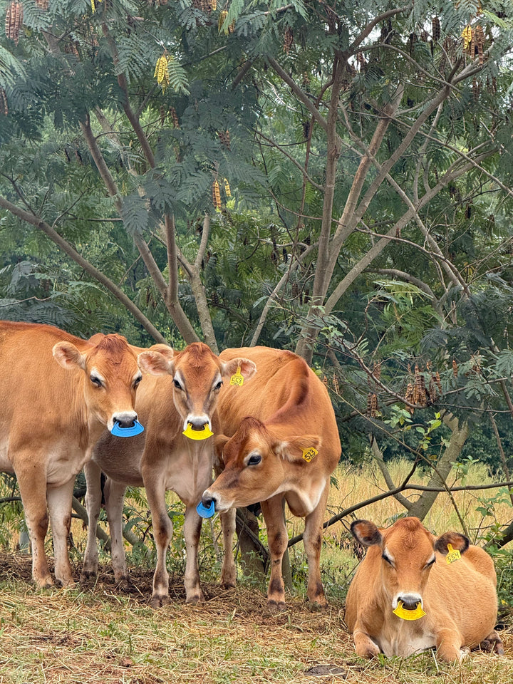 The Best Nose Ring for Weaning