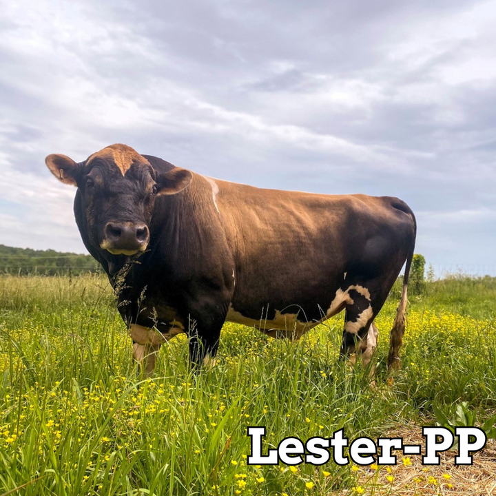 Lester-PP - Stockholders