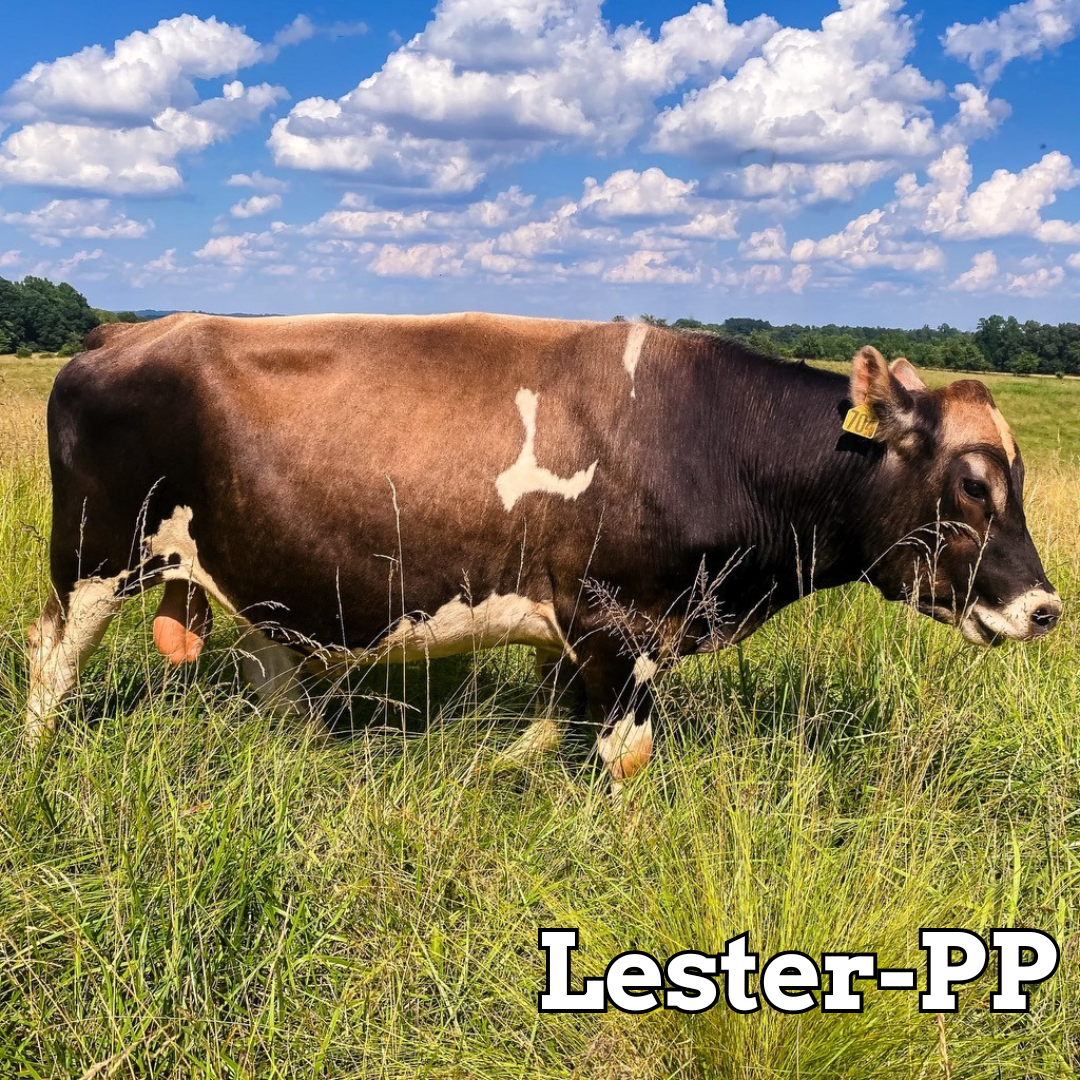 Lester-PP