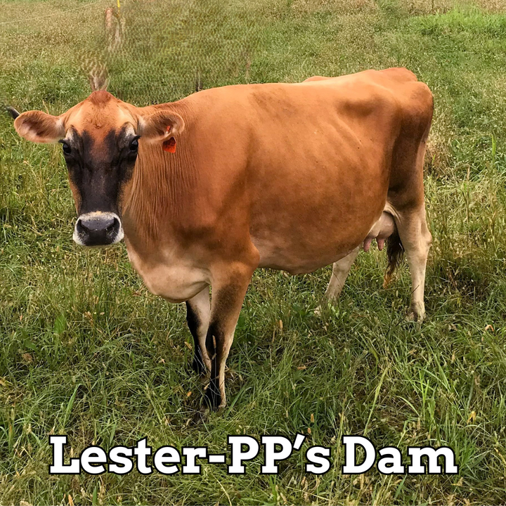 Lester-PP - Stockholders
