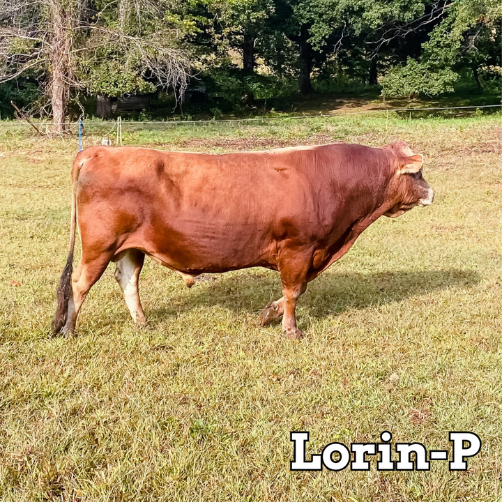 Lorin-P - Stockholders