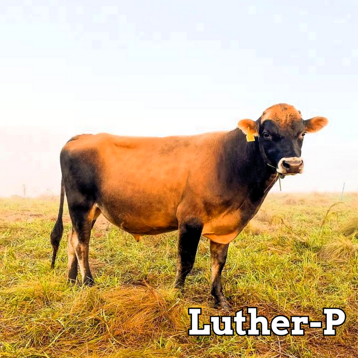 Luther-P