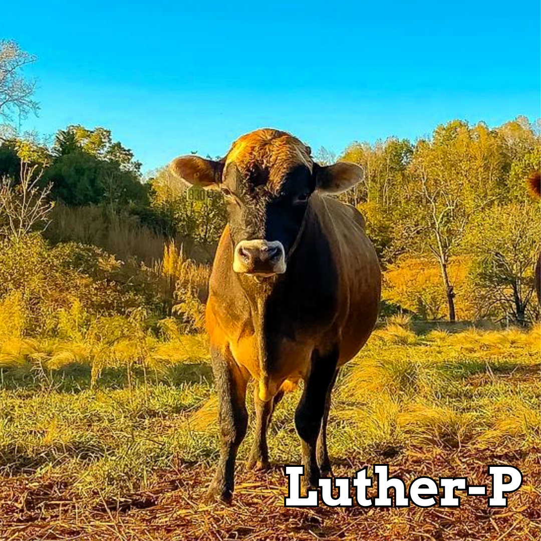 Luther-P - Stockholders