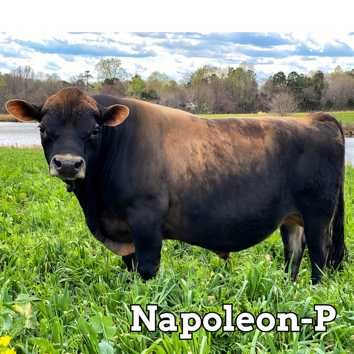 Napoleon-P (Mini) - Stockholders