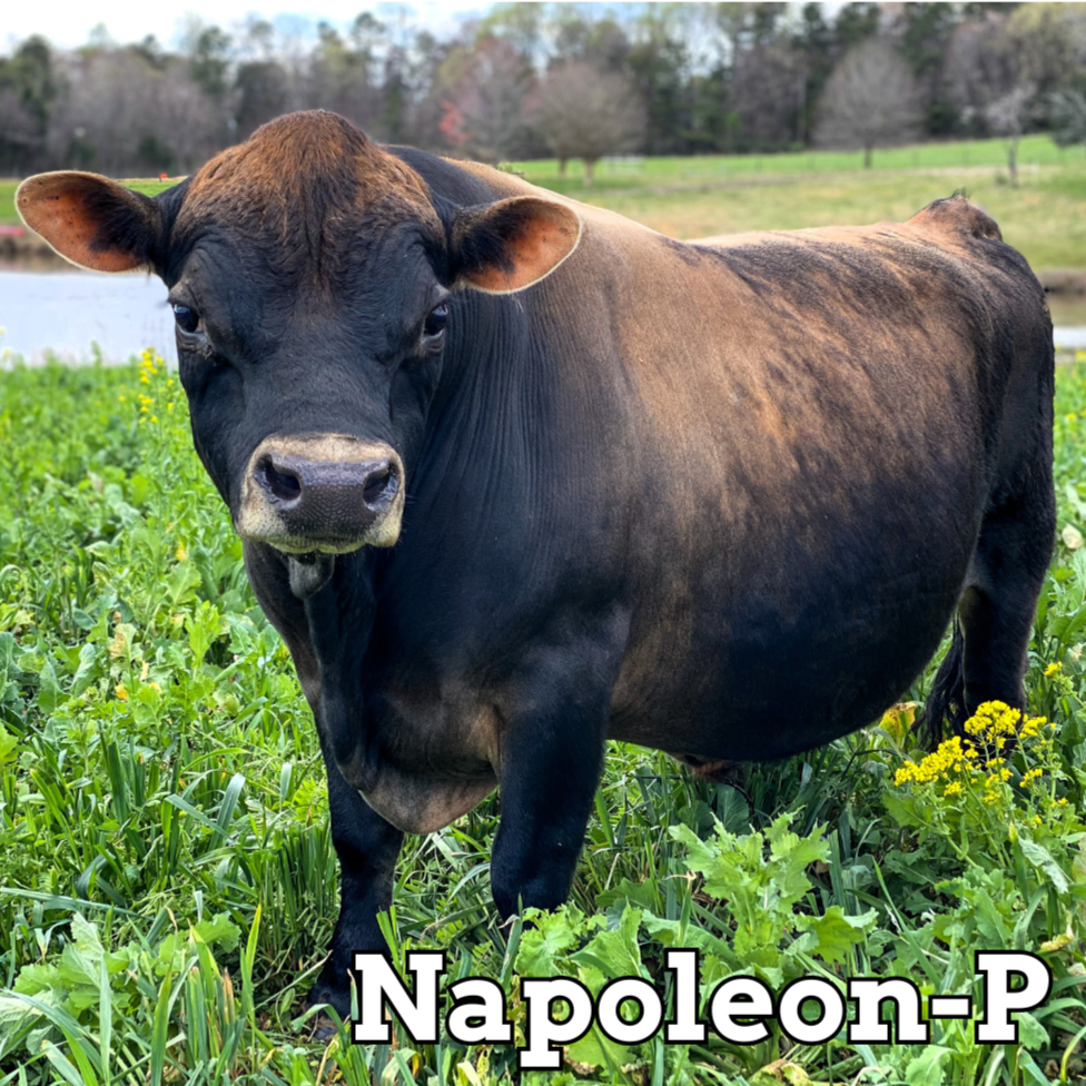 Napoleon-P (Mini) - Stockholders