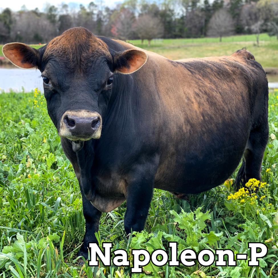Napoleon-P (Mini)