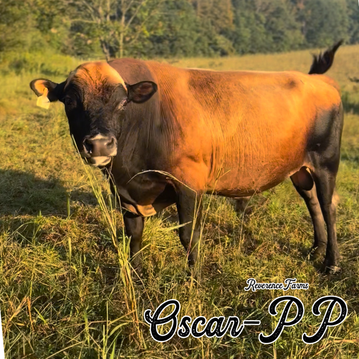 Oscar-PP