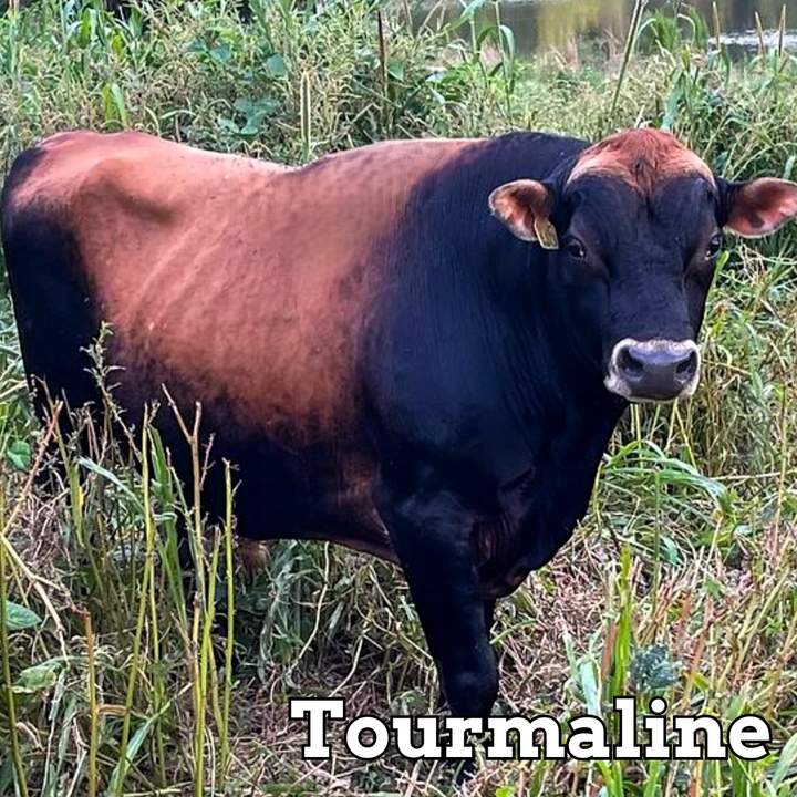 Tourmaline-P