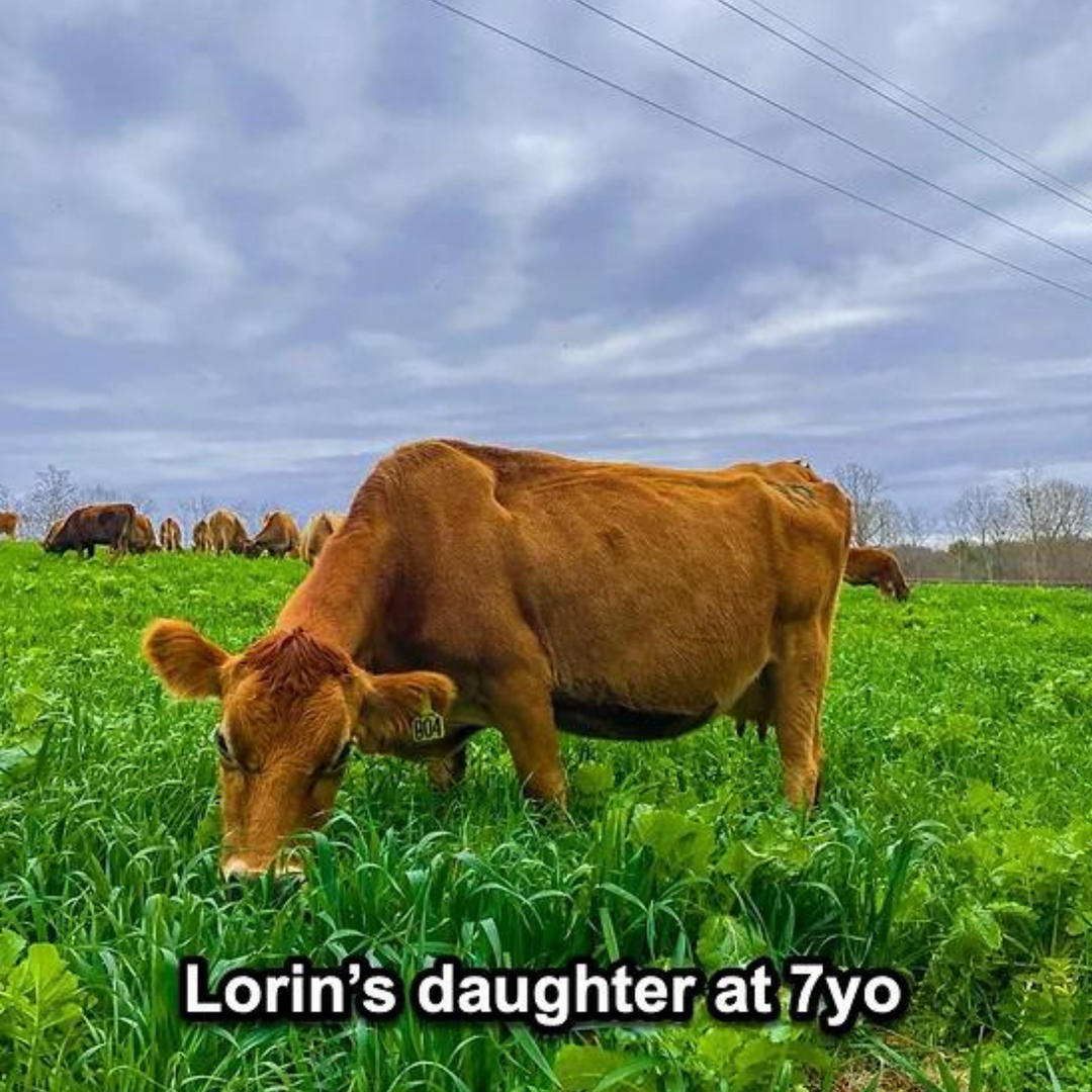 Lorin-P
