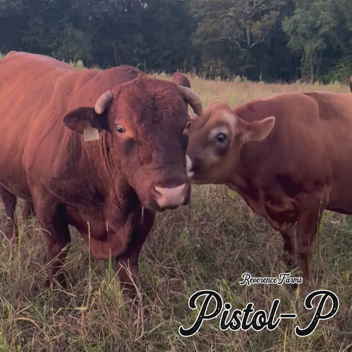 Pistol-P (Devon/South Poll cross)